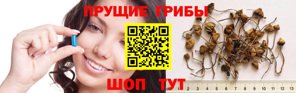 Норильск  Псилоцибиновые грибы Psilocybe  Вход с VPN 